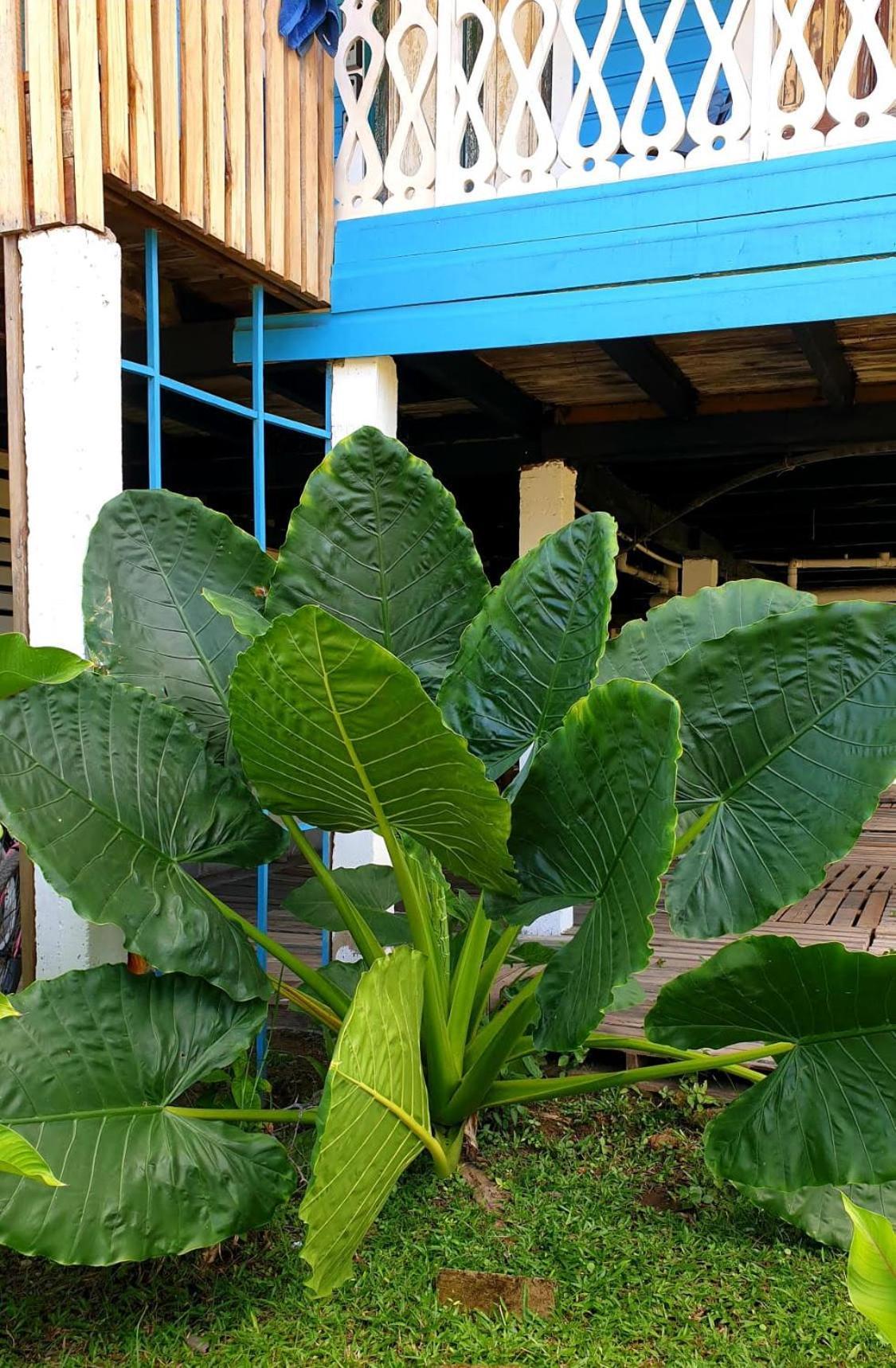 Old Bocasso Hostel Bocas del Toro Exterior photo